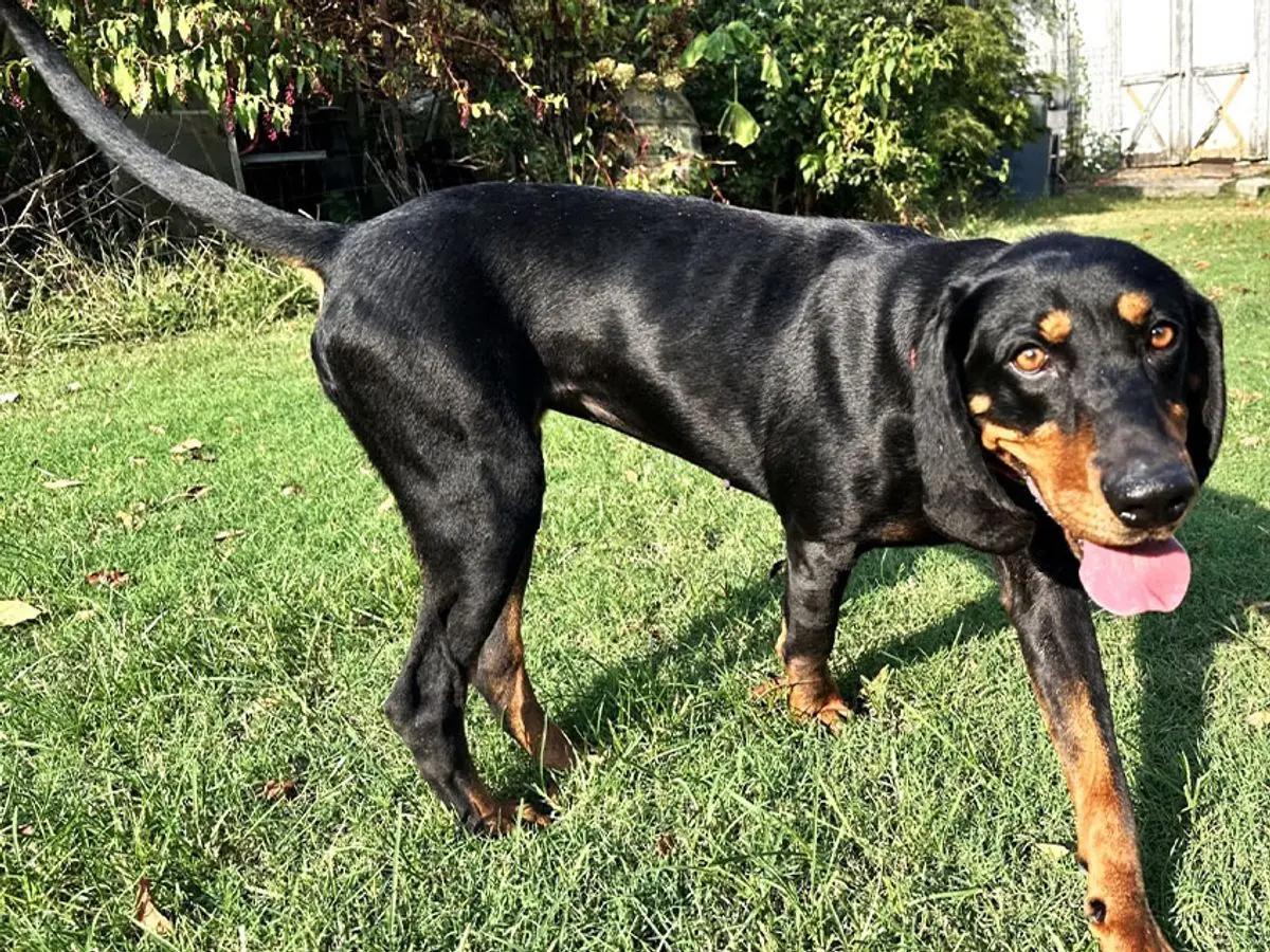 Enlarge Raven (VA), a Adopted Black and Tan Coonhound in Williamsburg, VA image 3/5