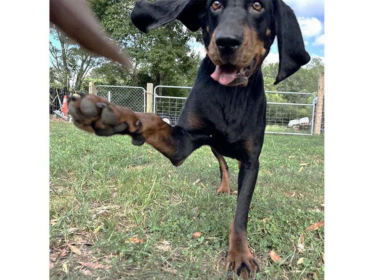 Enlarge Raven (VA), a Adopted Black and Tan Coonhound in Williamsburg, VA image 2/5