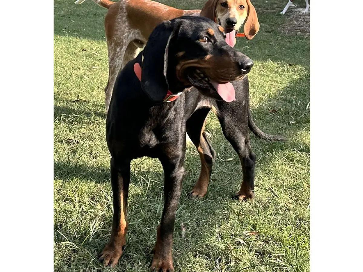 Enlarge Raven (VA), a Adopted Black and Tan Coonhound in Williamsburg, VA image 4/5