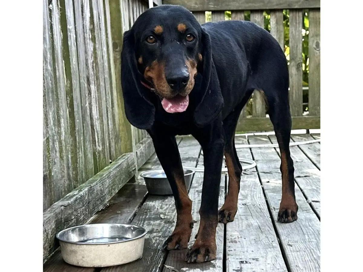 Enlarge Raven (VA), a Adopted Black and Tan Coonhound in Williamsburg, VA image 5/5