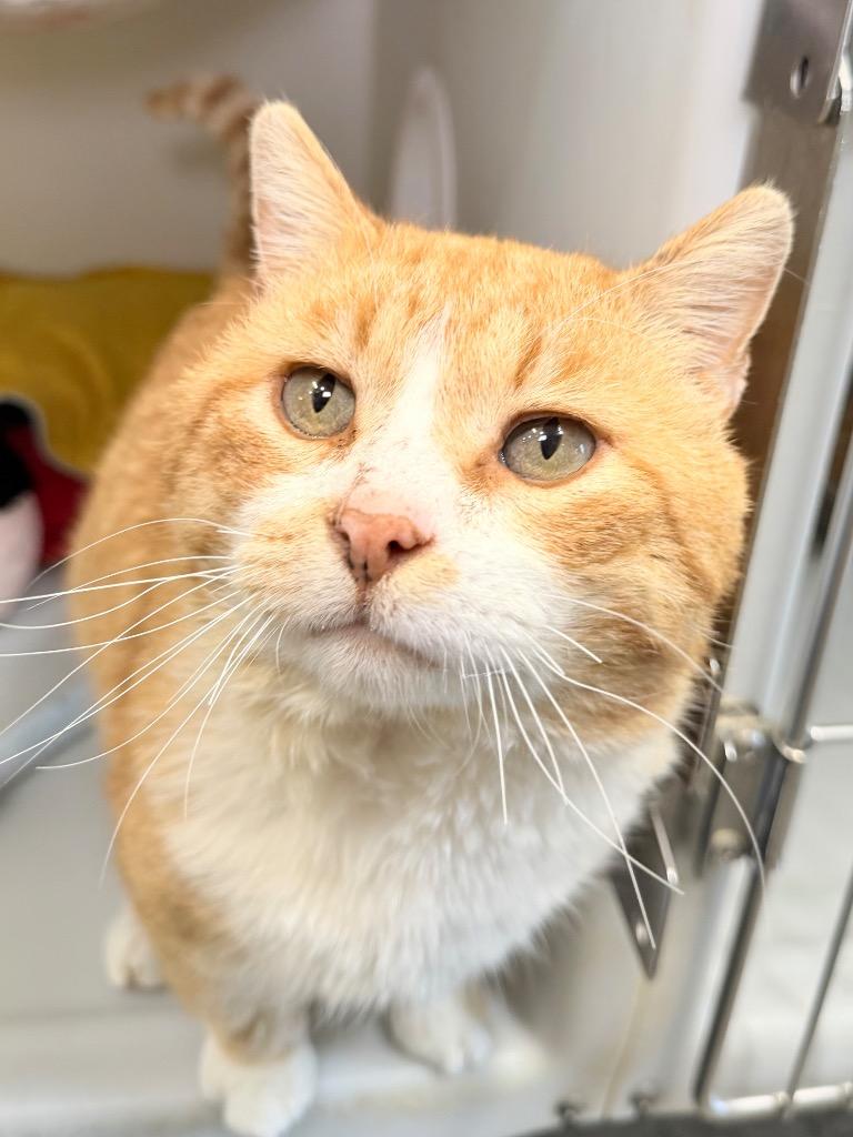 Sherman, Adoptable, Adult Male Domestic Short Hair.