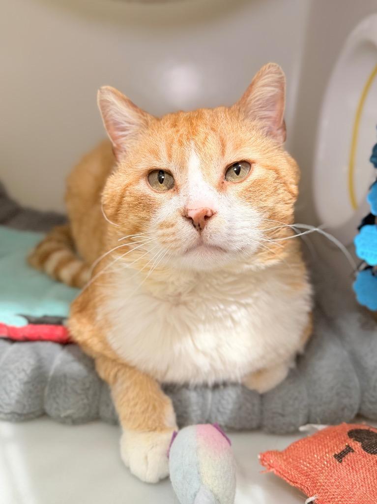 Enlarge Sherman, a Adoptable mixed breed in Menomonie, WI image 2/4