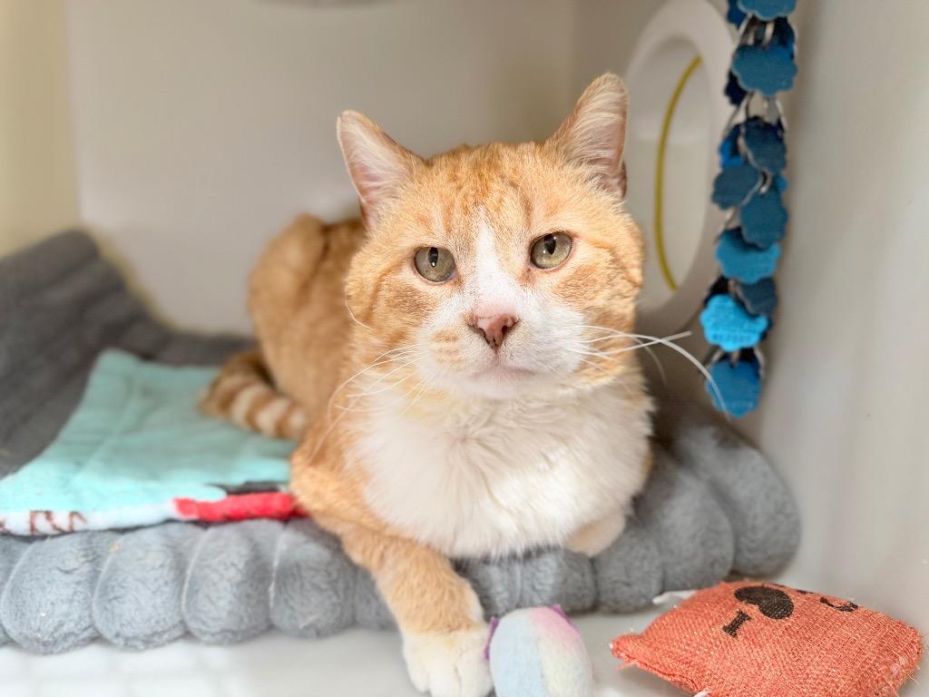 Enlarge Sherman, a Adoptable mixed breed in Menomonie, WI image 4/4