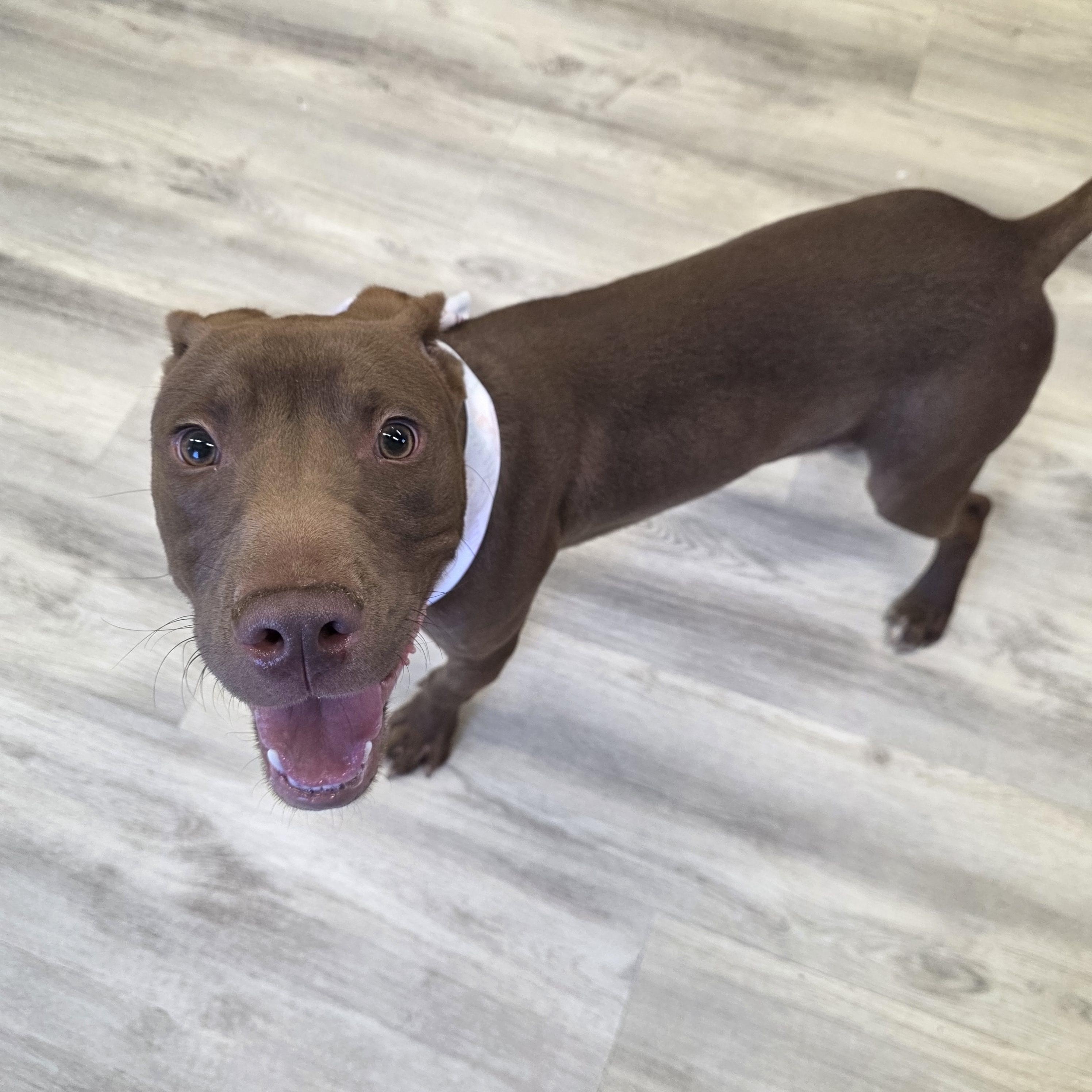 Thumper, ADOPTABLE, Puppy Male Mixed Breed.