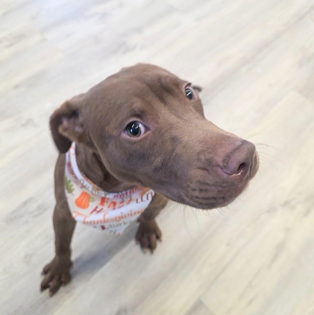 Enlarge Thumper, a ADOPTABLE mixed breed in PHILADELPHIA, TN image 2/2