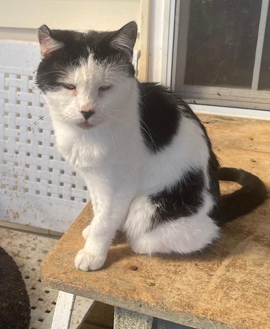 Enlarge Peppi, a Adoptable Domestic Short Hair in Rome, PA image 2/2