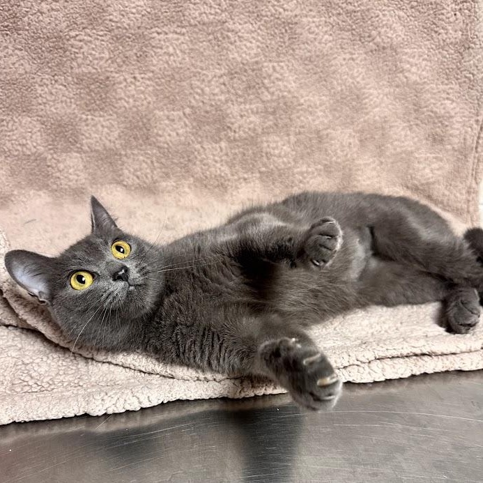 Enlarge Amelia, a Adopted Domestic Short Hair in Waterloo, IA image 1/2