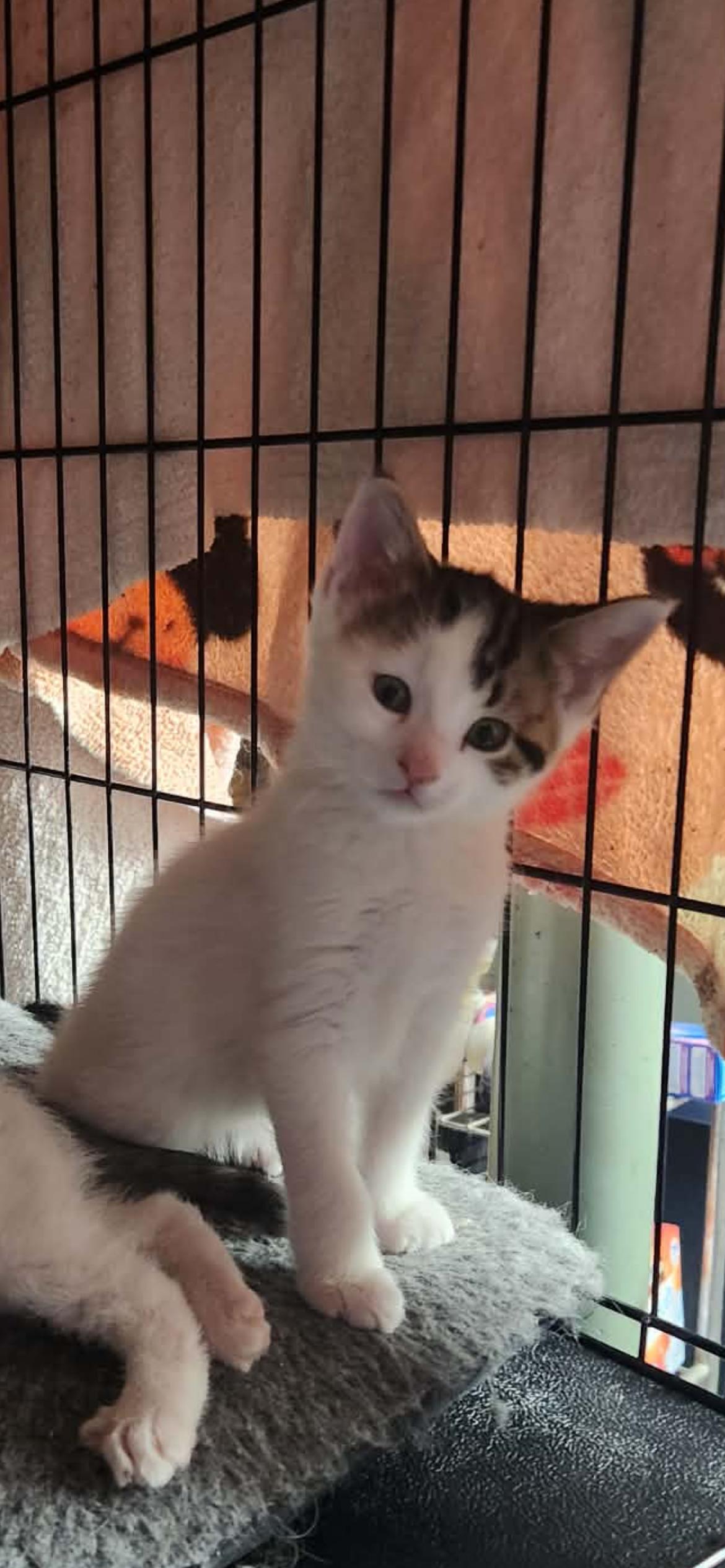 Cosmo, ADOPTABLE, Kitten Male Domestic Short Hair.