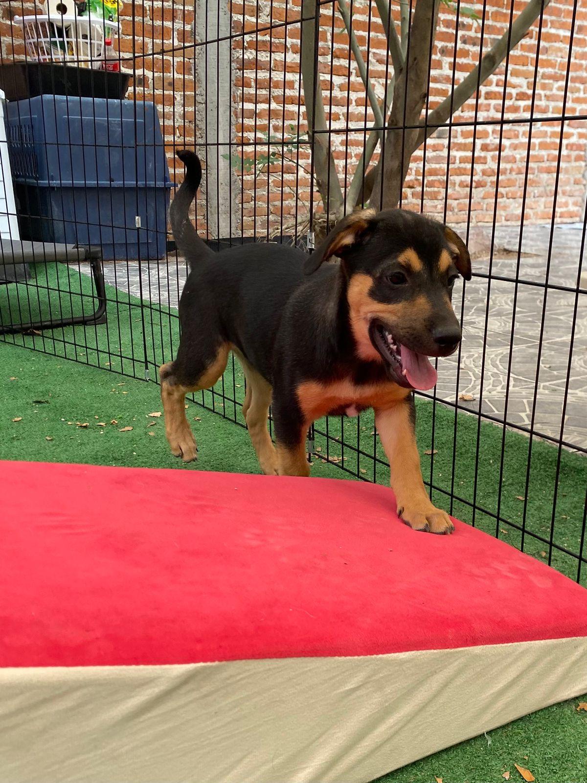 Enlarge Benedict, a Adoptable mixed breed in Austin, TX image 5/6