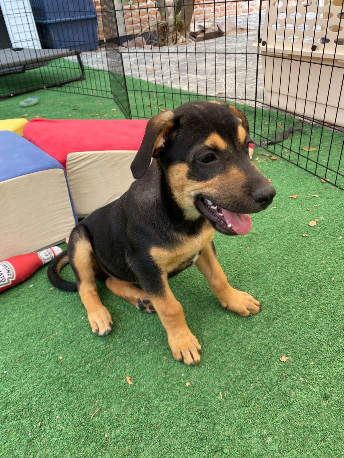Benedict, Adoptable, Puppy Male Beagle.