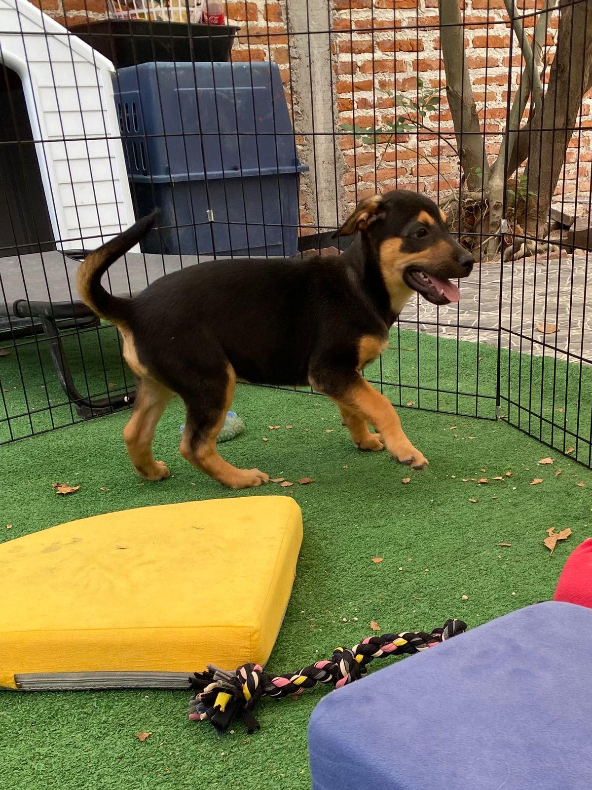 Enlarge Benedict, a Adoptable mixed breed in Austin, TX image 2/6