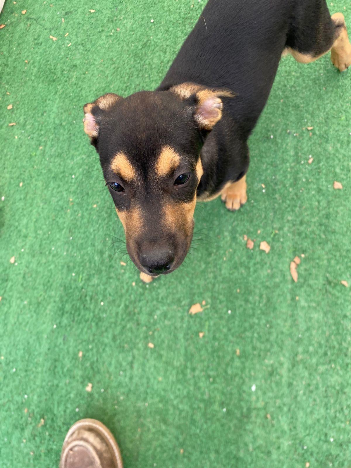 Enlarge Benedict, a Adoptable mixed breed in Austin, TX image 4/6