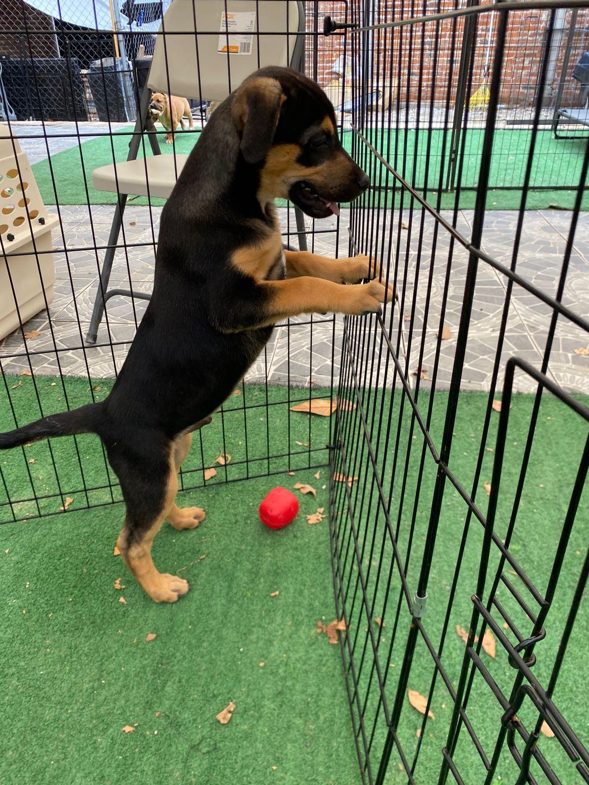 Enlarge Benedict, a Adoptable mixed breed in Austin, TX image 3/6