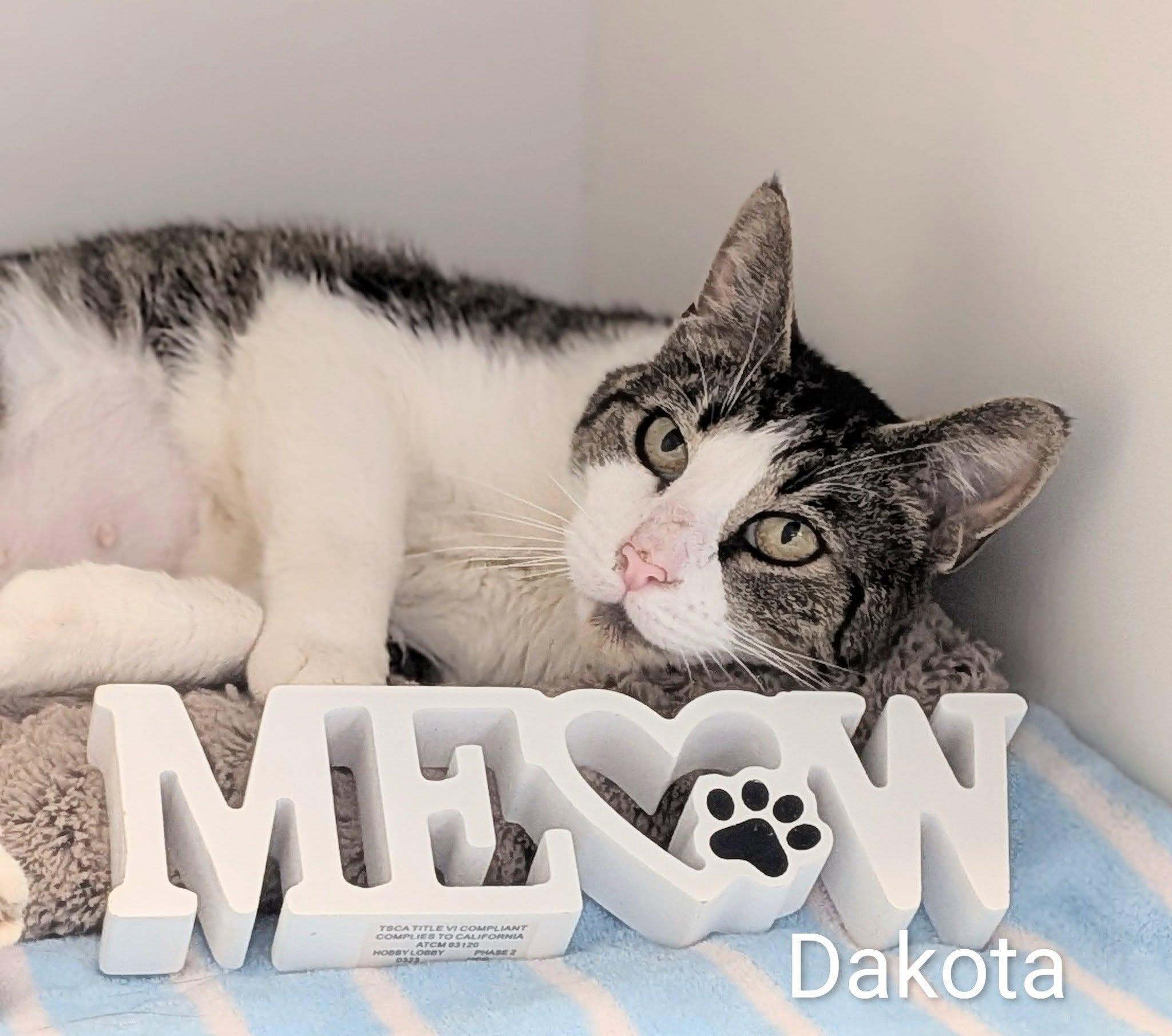 Dakota, ADOPTABLE, Adult Female Domestic Medium Hair.