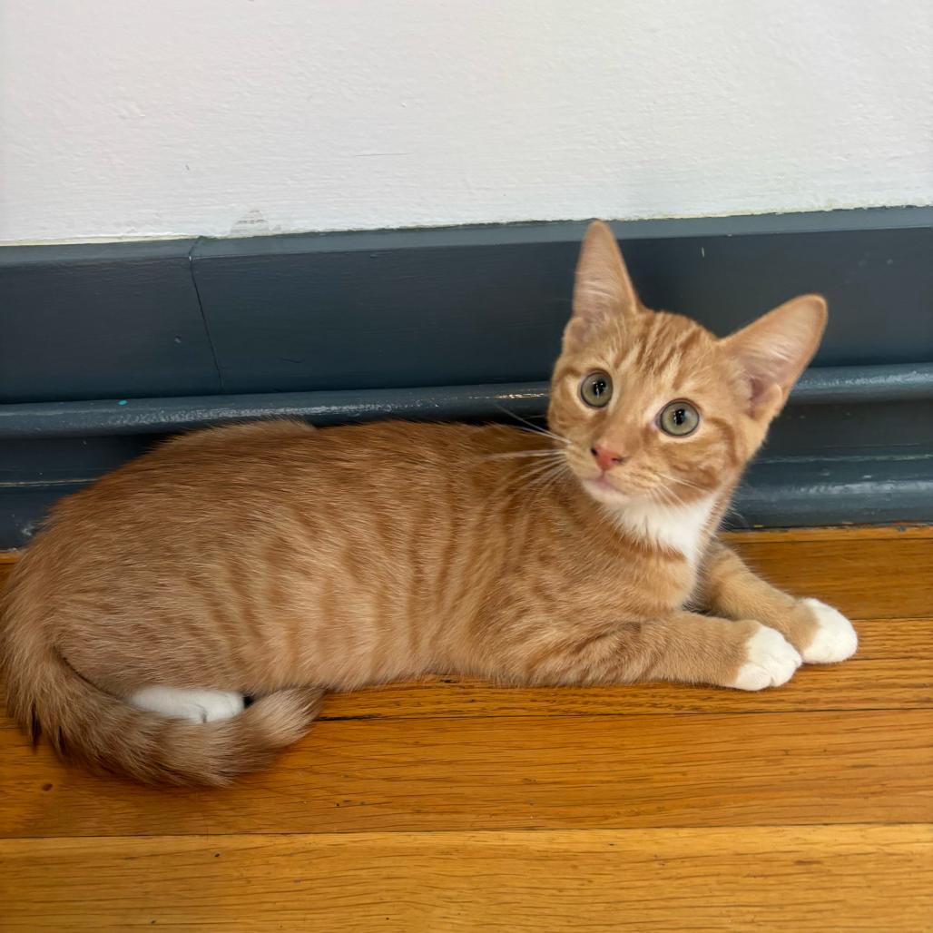 Enlarge Stanley, a Adoptable Domestic Short Hair in Stokesdale, NC image 2/2