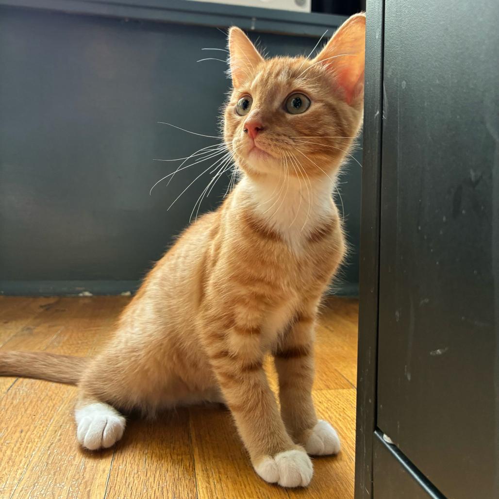 Enlarge Stanley, a Adoptable Domestic Short Hair in Stokesdale, NC image 1/2