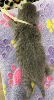 Juliet, Adoptable, Kitten Female Domestic Short Hair & Domestic Short Hair.