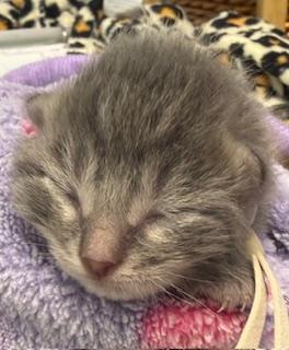 Juliet, a Adoptable mixed breed in Lawrenceville, GA image 2/2