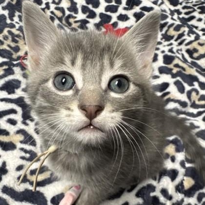 Juliet, Adoptable, Kitten Female Domestic Short Hair & Domestic Short Hair.