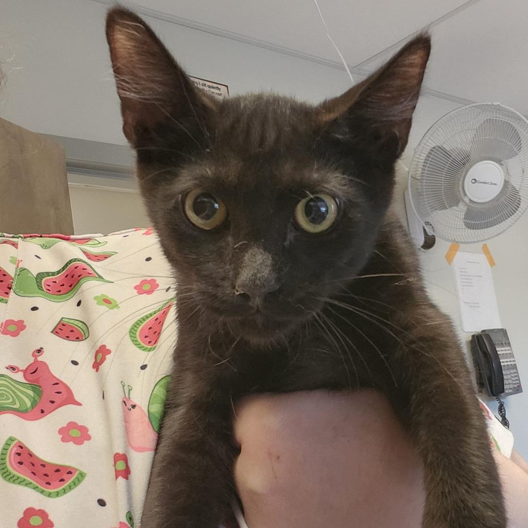 Button, Adoptable, Kitten Female Domestic Short Hair.