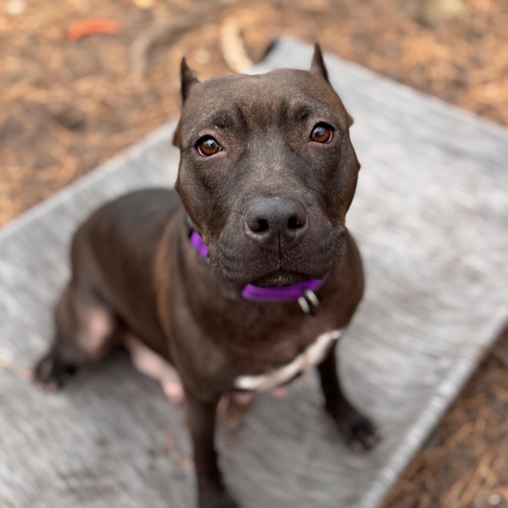 Macadamia thumbnail 2