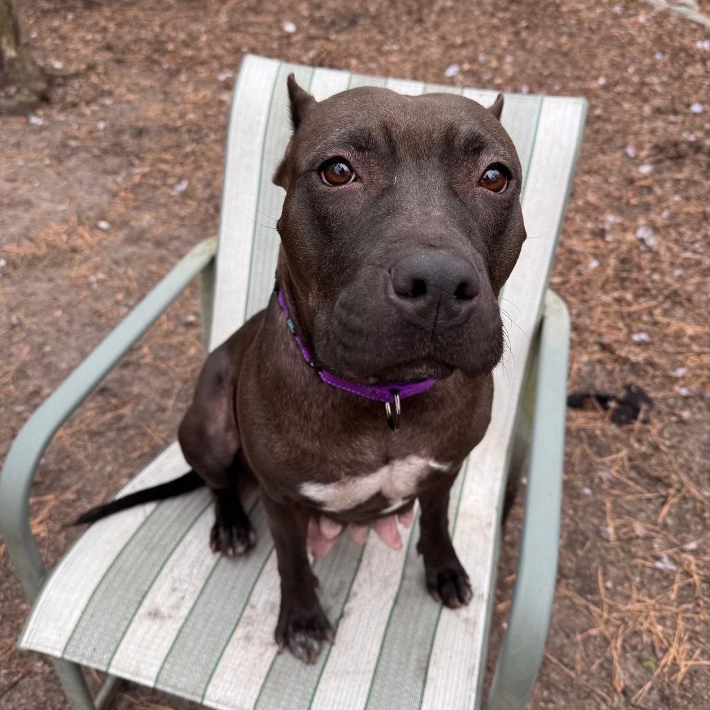 Macadamia thumbnail 3