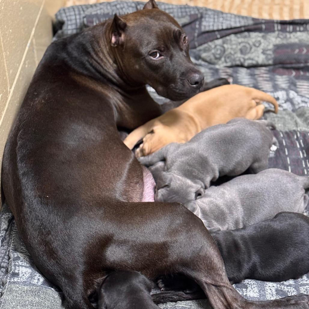 Macadamia thumbnail 4