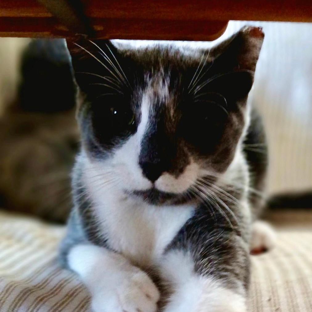 Corey, a Adoptable Domestic Short Hair in Gastonia, NC image 2/4