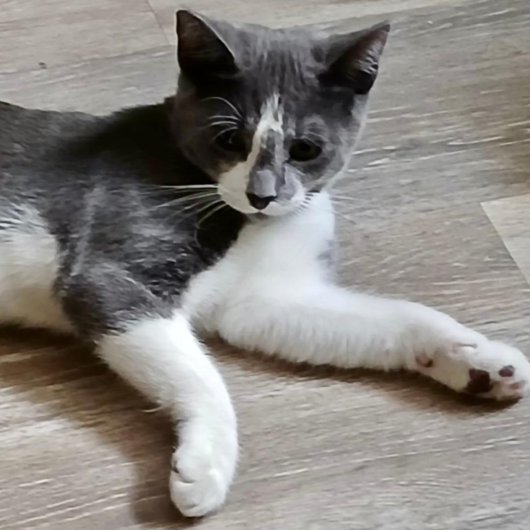 Corey, a Adoptable Domestic Short Hair in Gastonia, NC image 1/4