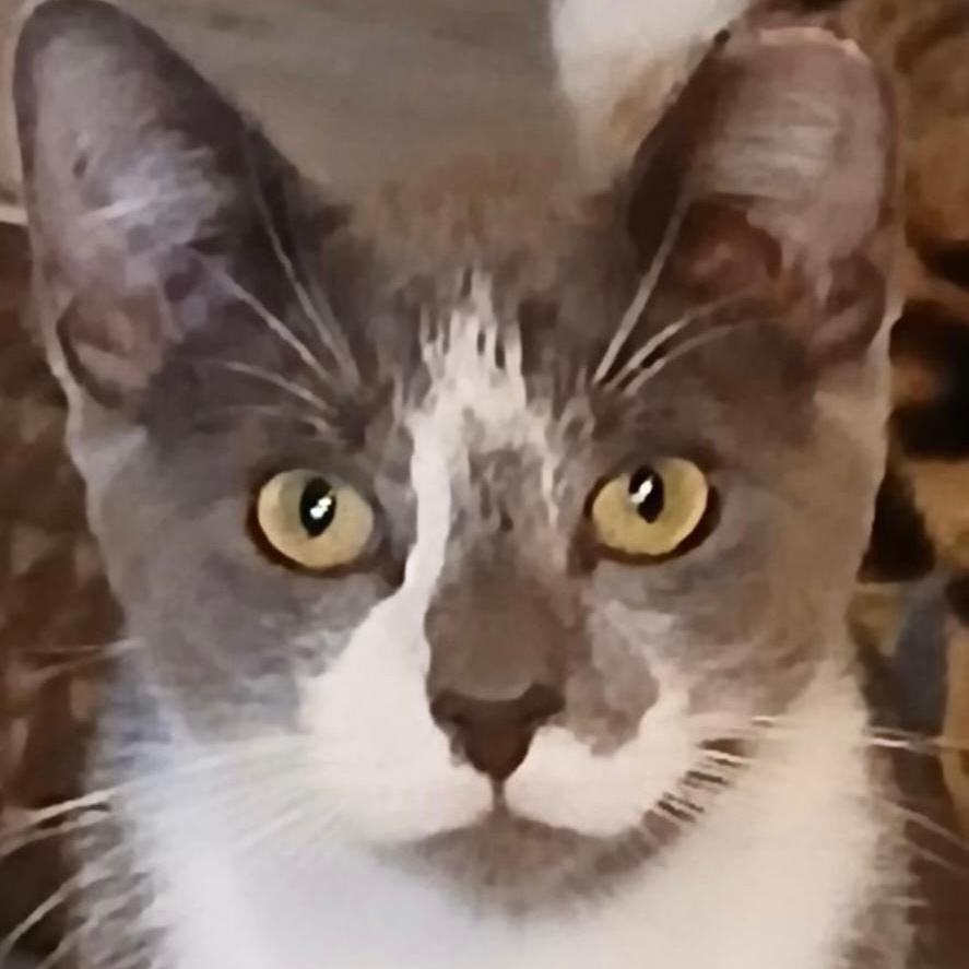 Corey, a Adoptable Domestic Short Hair in Gastonia, NC image 3/4