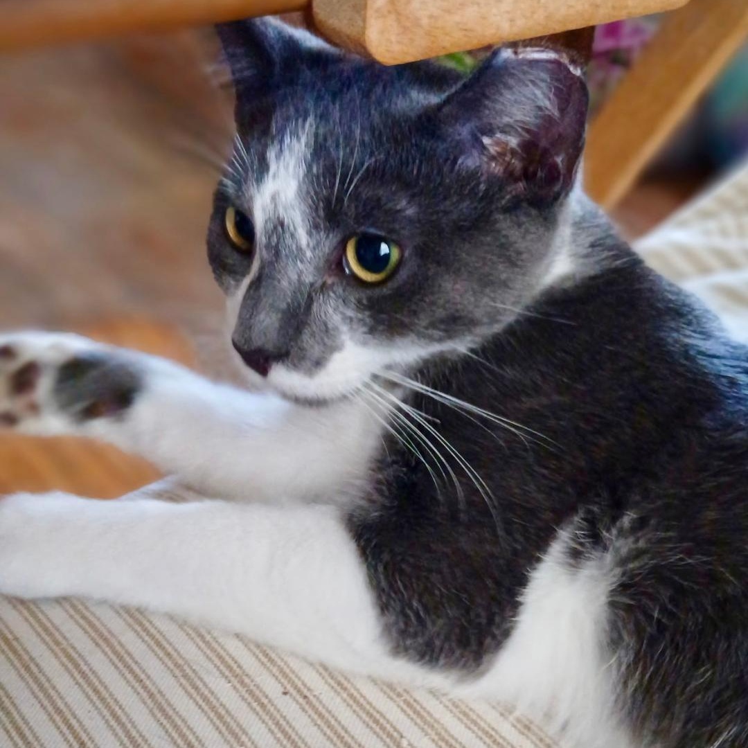 Corey, a Adoptable Domestic Short Hair in Gastonia, NC image 4/4