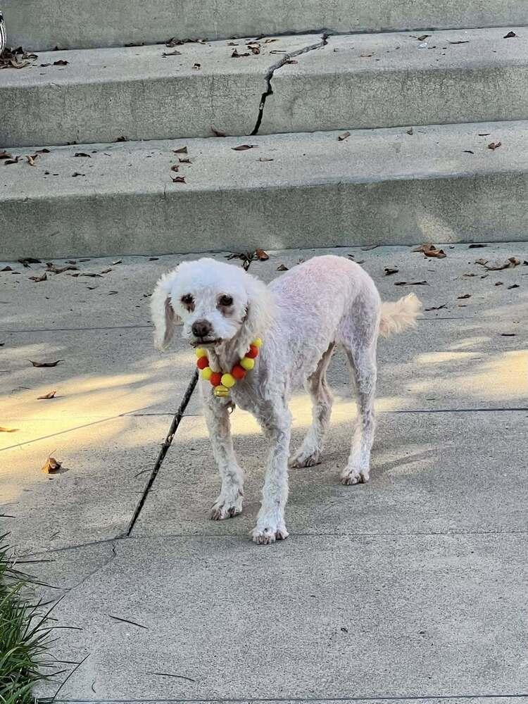 Enlarge Stella, a Adoptable Poodle in Claremont, CA image 1/1