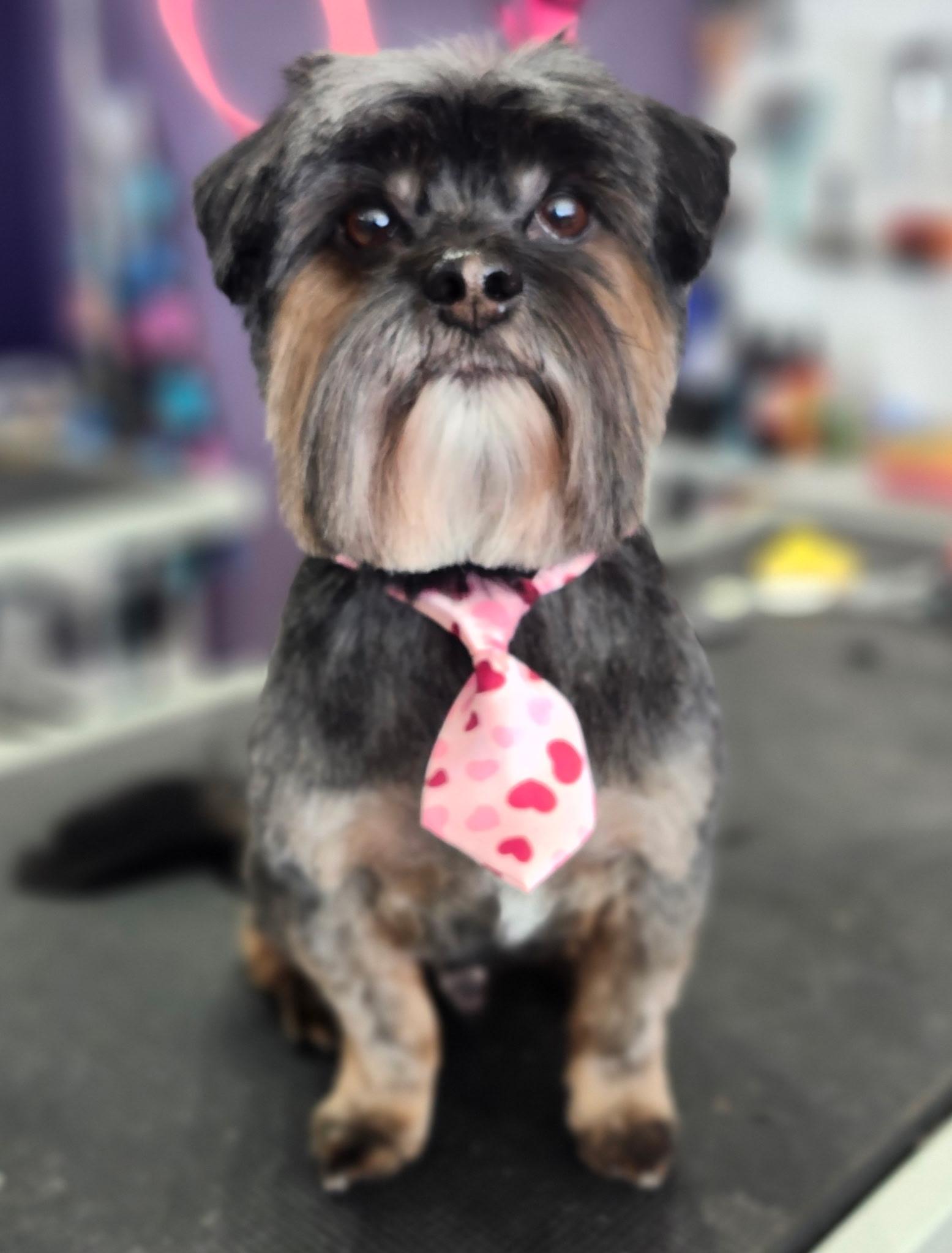 Enlarge Nelson, an adopted mixed breed in Indianapolis, IN image 1/2