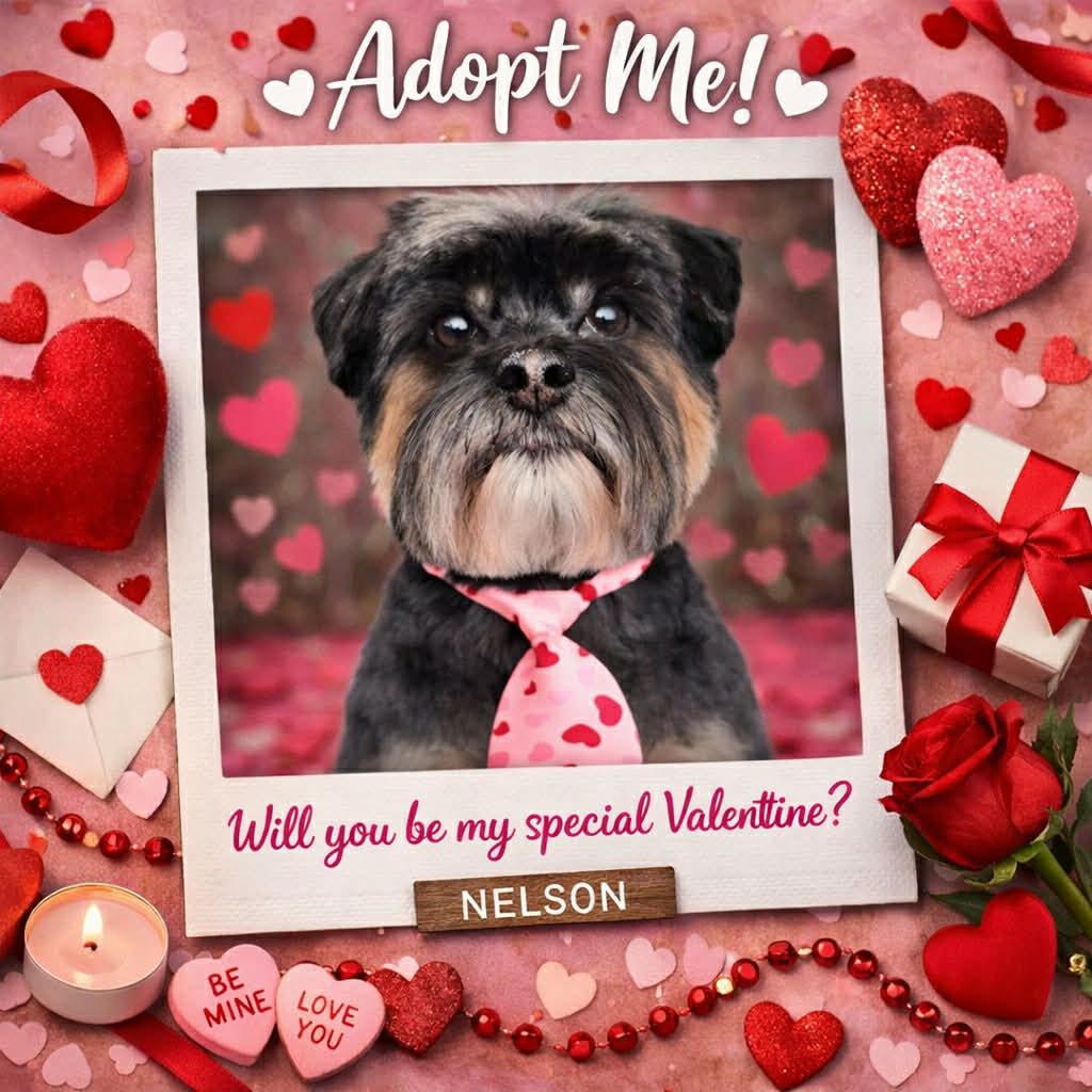 Enlarge Nelson, an adopted mixed breed in Indianapolis, IN image 2/2