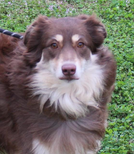Enlarge COLEEN, a ADOPTABLE Australian Shepherd in Claremore, OK image 2/2
