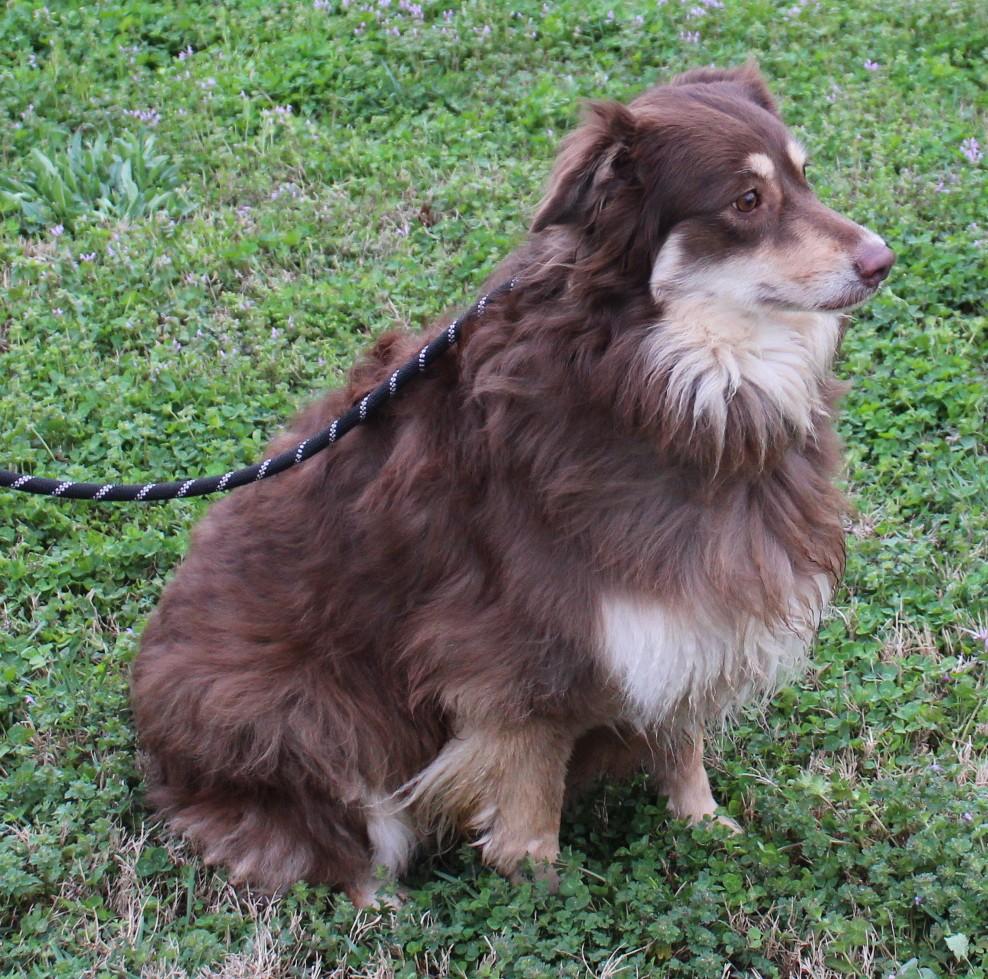 Enlarge COLEEN, a ADOPTABLE Australian Shepherd in Claremore, OK image 1/2