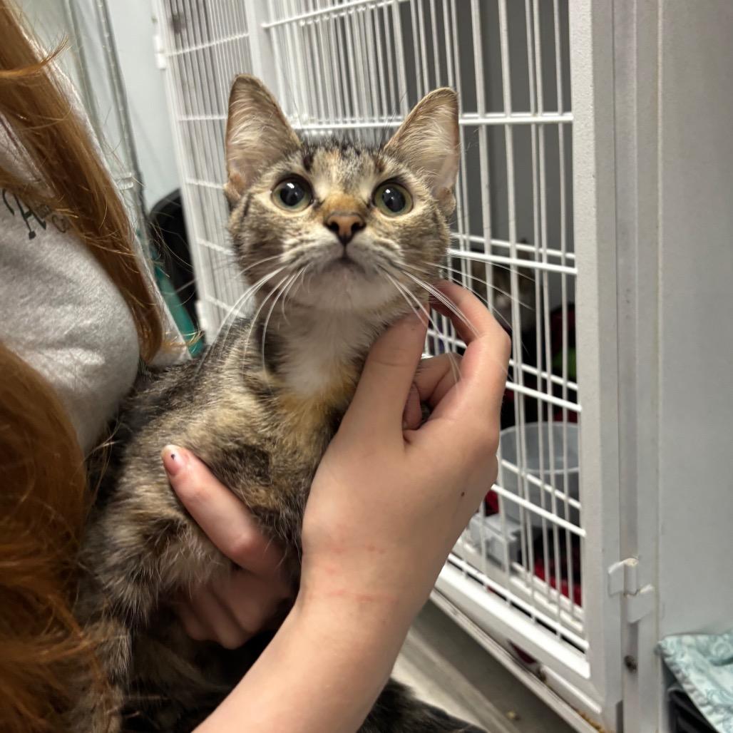 Scooby, Adoptable, Young Female Domestic Short Hair.