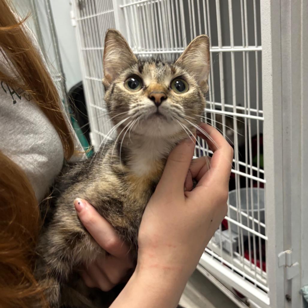 Enlarge Scooby, a Adoptable Domestic Short Hair in Franklin, NC image 3/3