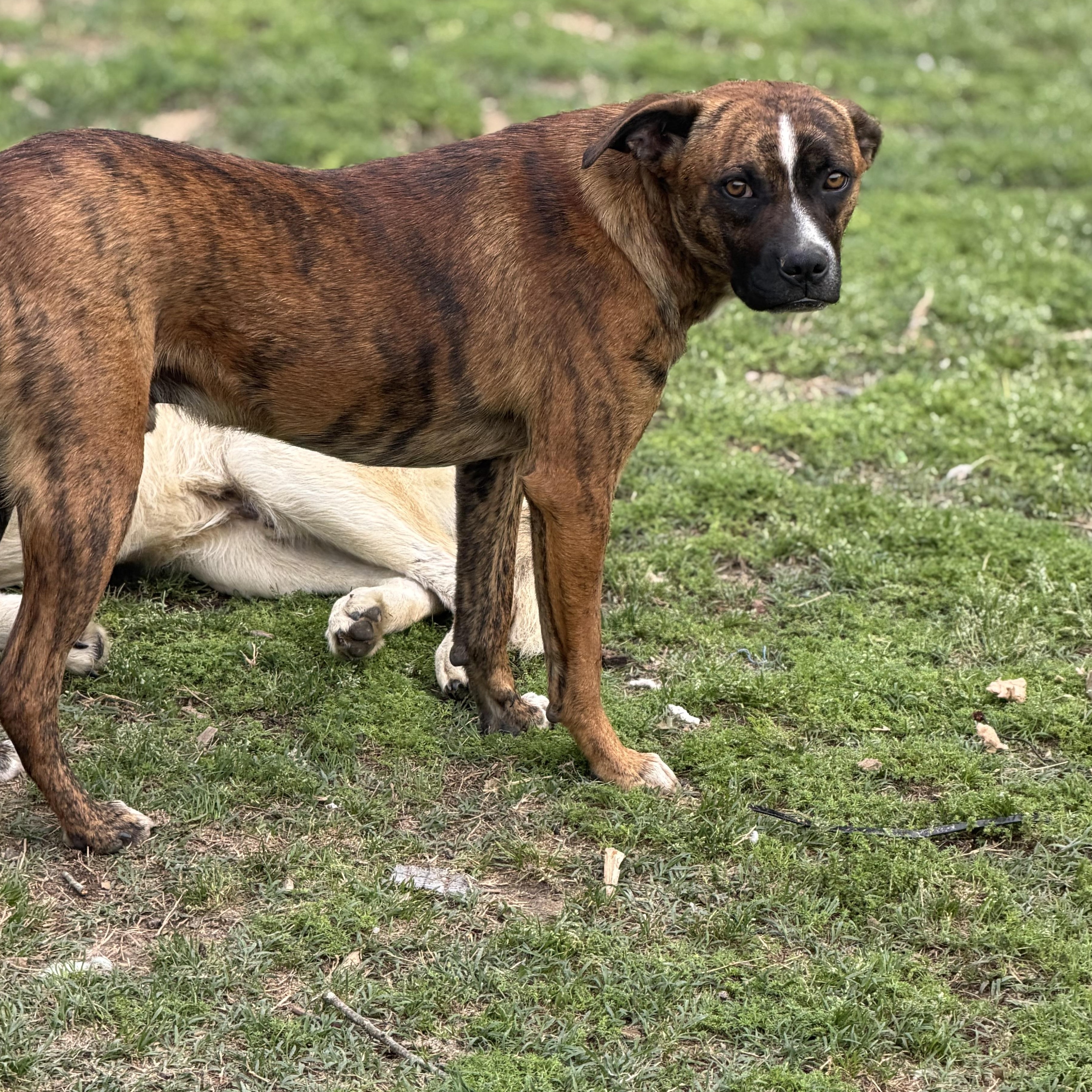 Enlarge Odin (150.00 adoption fee), a Adoptable mixed breed in Menomonee Falls, WI image 2/4