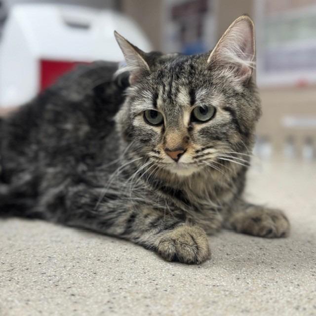 Brie, Adoptable, Young Female Domestic Short Hair.