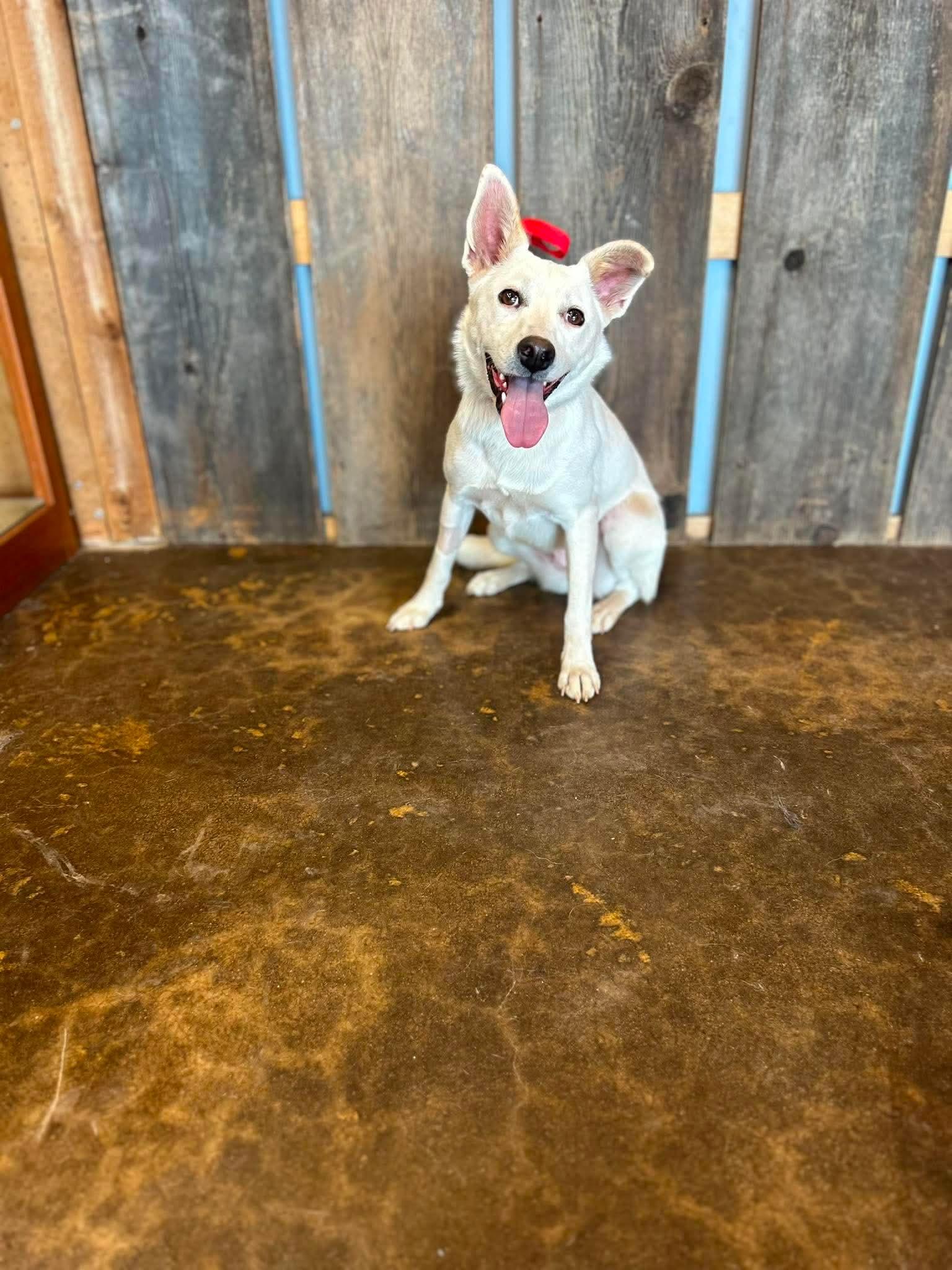 SNOWIE 425, a ADOPTABLE mixed breed in Milwaukee, WI image 2/3