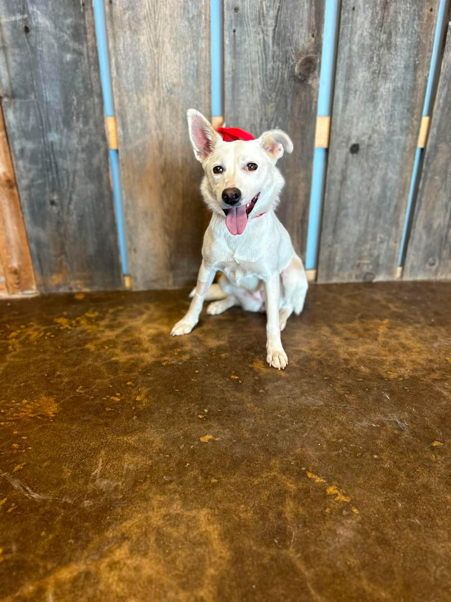 SNOWIE 425, a ADOPTABLE mixed breed in Milwaukee, WI image 3/3