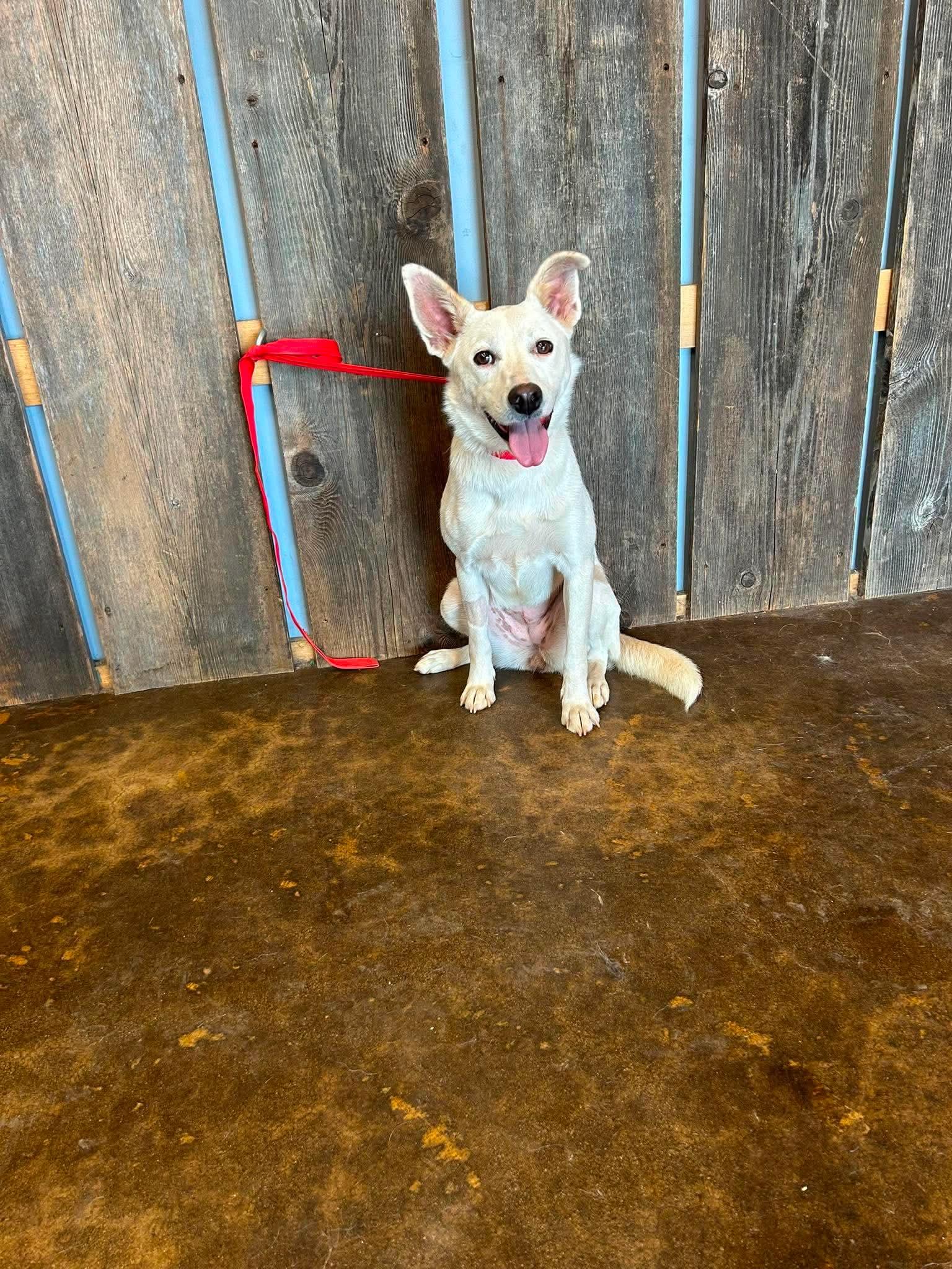 SNOWIE 425, ADOPTABLE, Adult Female Australian Cattle Dog / Blue Heeler.