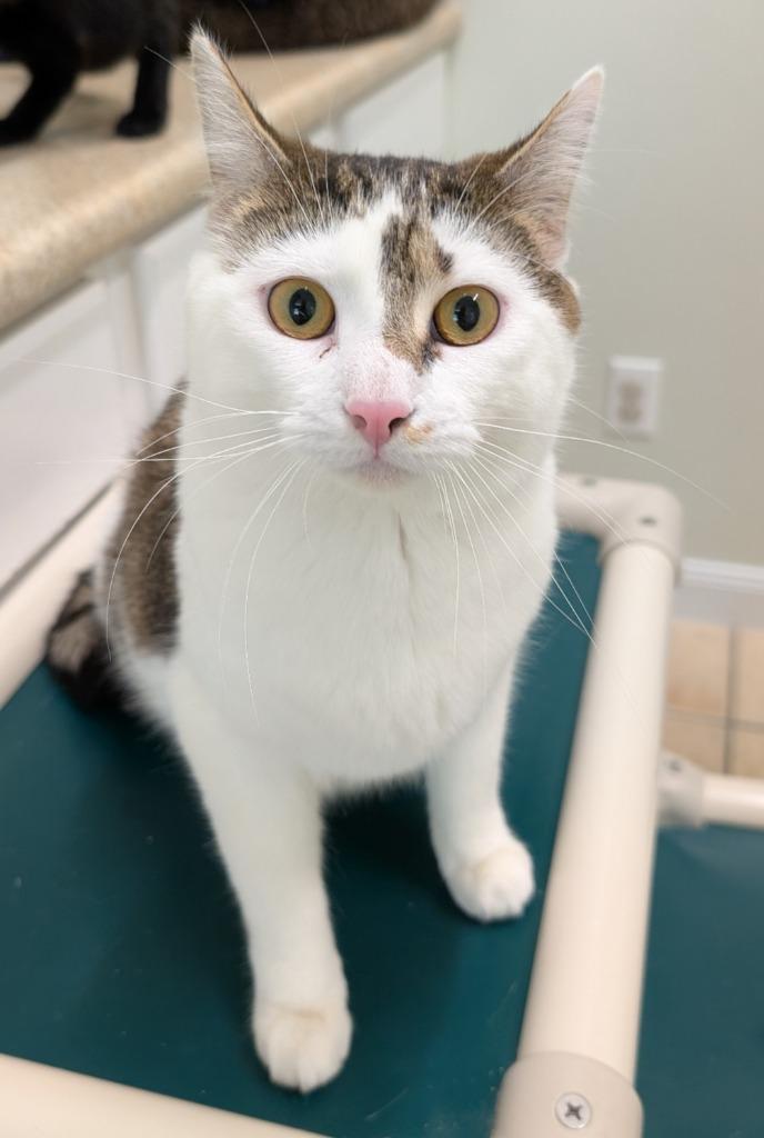 Trinity, Adoptable, Young Female Domestic Short Hair.