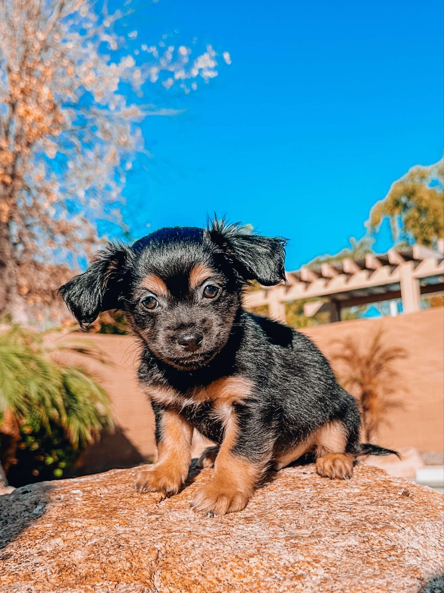 Dog for adoption Zircon, a Chiweenie Mix in Goodyear, AZ Petfinder