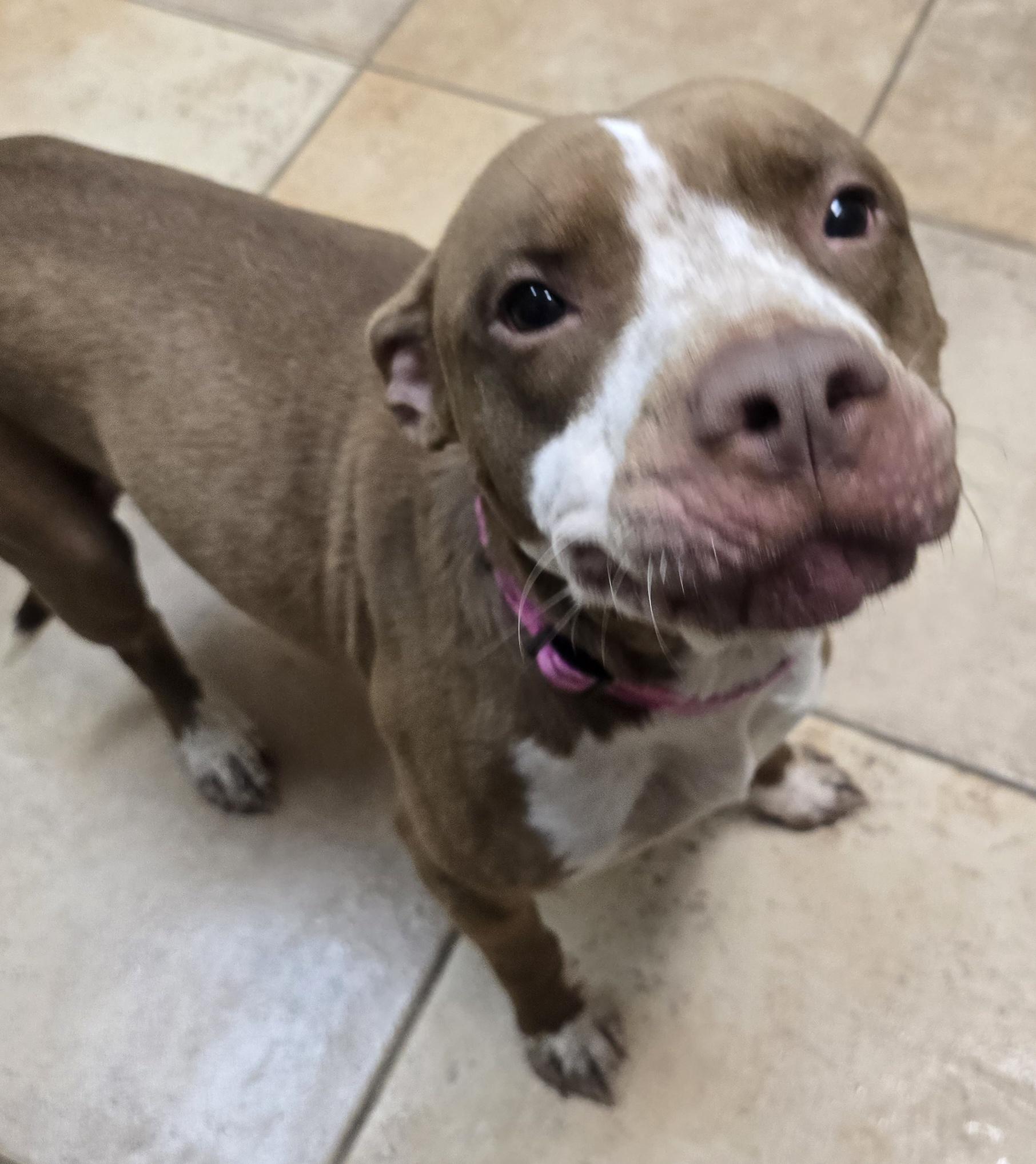 Tatie, adoptable, Adult Female Pit Bull Terrier.