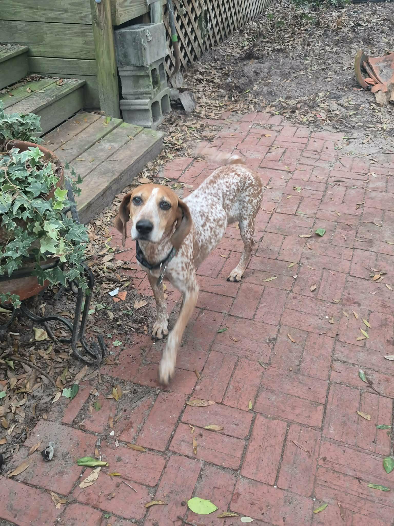 Enlarge Quinn, a Adoptable Coonhound in Altamont, NY image 4/6