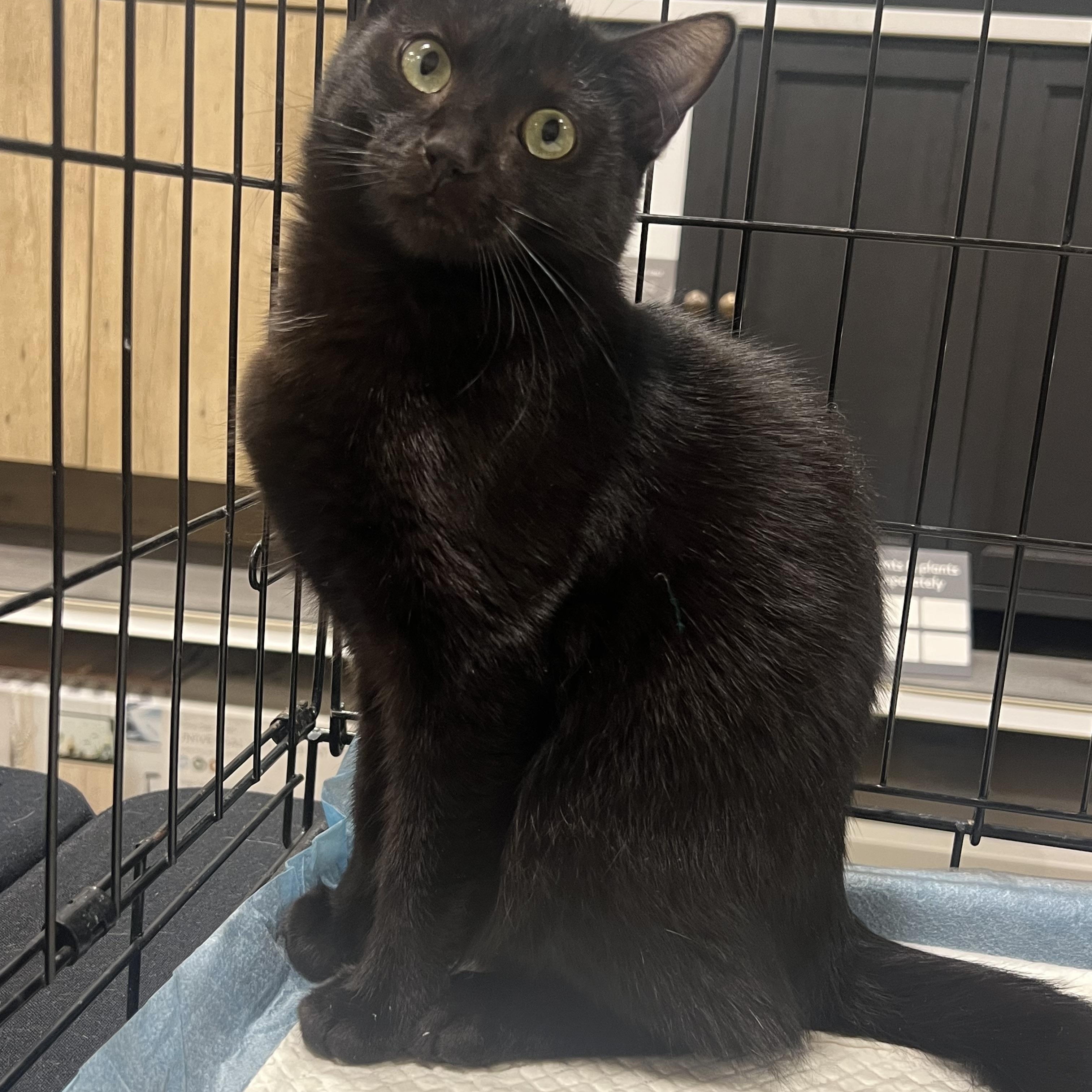 Enlarge Ivy, a Adoptable Domestic Short Hair in Walnut, CA image 2/3