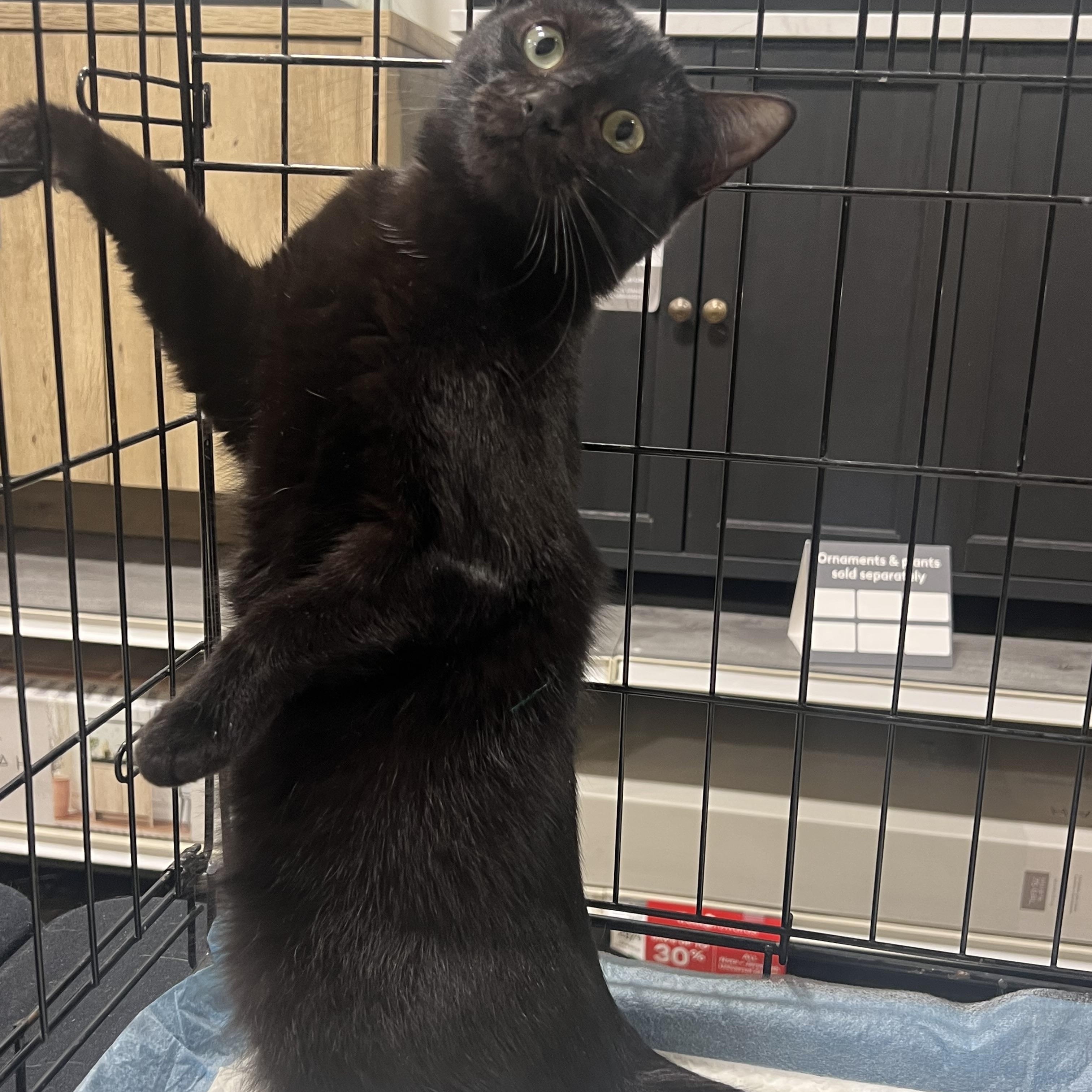 Enlarge Ivy, a Adoptable Domestic Short Hair in Walnut, CA image 3/3