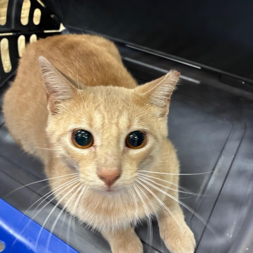 Enlarge Elmo, a Adoptable Domestic Short Hair in Hattiesburg, MS image 1/1